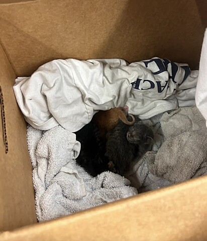 Os gatinhos foram colocados dentro de uma caixa forrada com mantinha.
