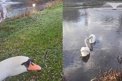 Cisne resgatada grita de alegria ao se reunir com o amor de sua vida.
