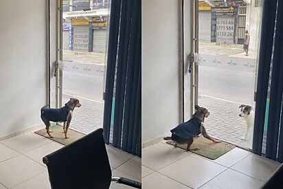 Cachorrinha explode de felicidade ao ver seu amigo chegar em seu escritório