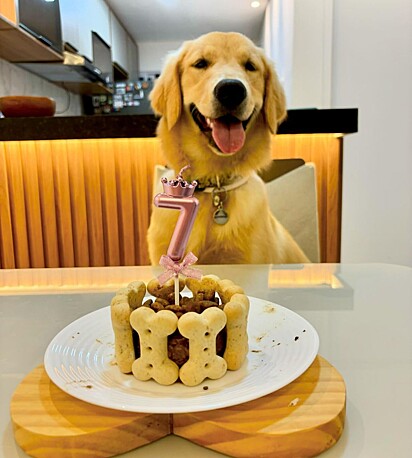 A golden retriever Kiara ao lado de seu bolo de aniversário pet.
