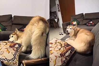 Husky fica indignada após levar bronca porque estava determinada a rasgar o sofá