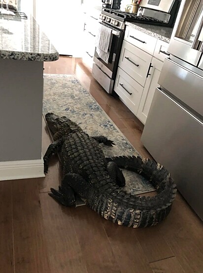 O crocodilo na casa da mulher.
