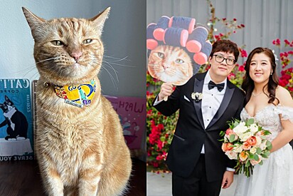 Casal investe 200 mil em festa temática de casamento em homenagem ao gato.