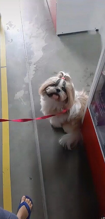 A shih-tzu Nina, vive em Tubarão, Santa Catarina, com sua família.