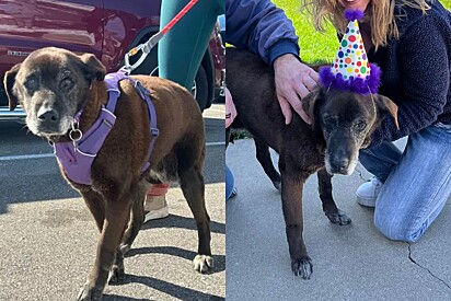 Cachorro que viveu 11 anos de sua vida em abrigo vibra de felicidade com adoção.