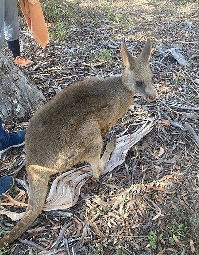 Após uma bateria de exames, o canguru foi devolvido à natureza.