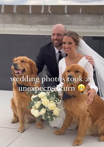 Os cães na sessão de fotos de casamento.