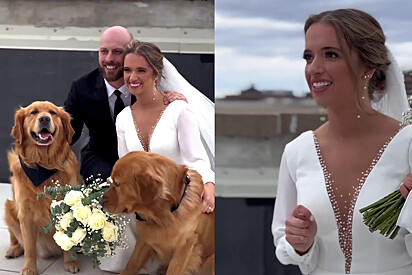 De vestido branco, noiva faz uma sessão de fotos com seus golden retrievers e o pior acontece.