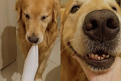 Cachorro da raça golden retriever, muito prestativo, ajuda tutora grávida a tirar meias