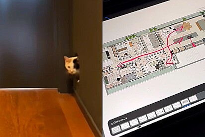 Arquiteto cria apartamento com passagens secretas para os gatos.