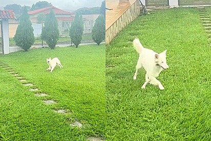 Cachorrinha cega e surda tem reação emocionante toda vez que consegue sentir a chuva.