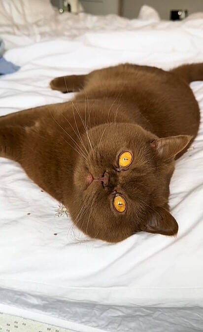 Gato marrom de olhos amarelos.