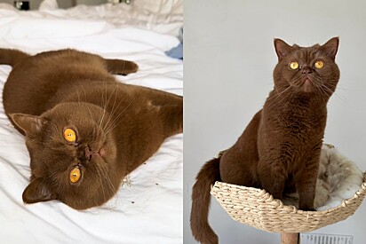 Conheça Coco, uma gata marrom de beleza única que está encantando a internet.