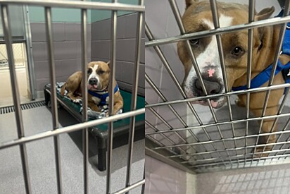 Cachorro pitbull continua sendo ignorado em abrigo porque pessoas dizem que ele ‘parece assustador’