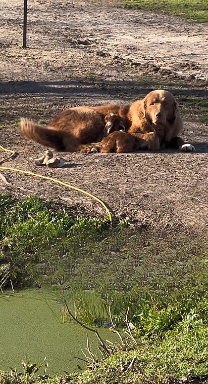 Heidi estava abraçada em uma cabra filhote.