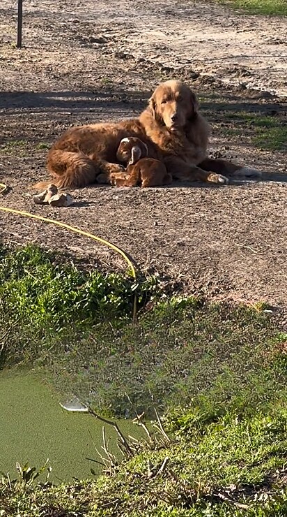 A sua tutora Rebekah Horner, saiu para procurar a sua companheira canina quando se deparou com a doce cena.