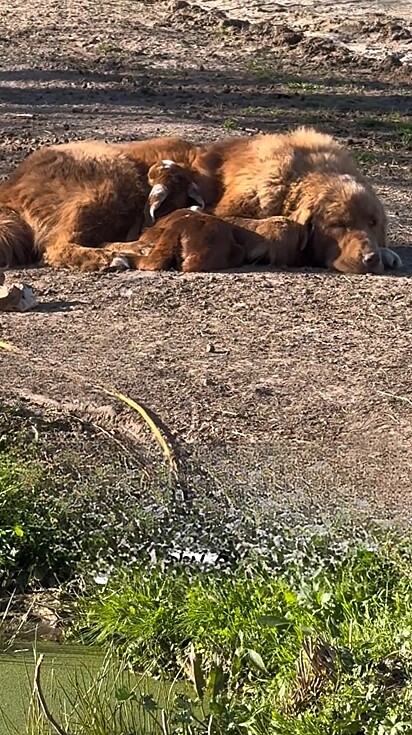 Heidi é da raça karakachan e vive na fazenda Horner Acre Farms, localizada na Carolina do Norte, EUA.