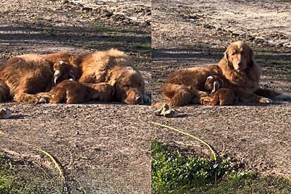 Cão de guarda de fazenda é visto abraçado com filhote de cabra e vídeo emociona web.