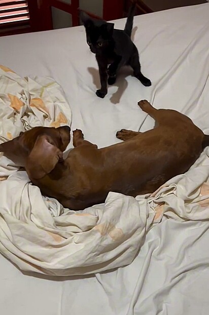 Tutora filma o momento que a sua cadela e o seu gatinho se encontram pela primeira vez.