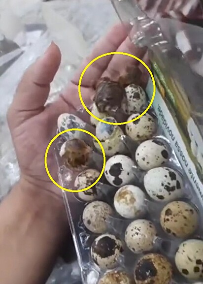 Já imaginou estar na seção de ovos do supermercado quando, de repente, se depara com dois deles eclodindo?