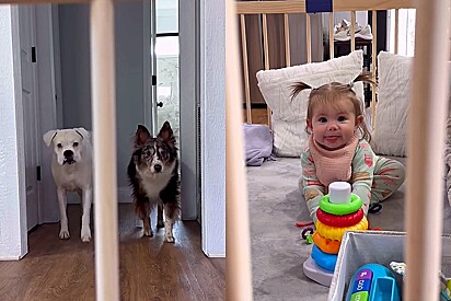Cão boxer e Border Collie criam plano para tirar pequena humana de cerca colocada por seus pais.