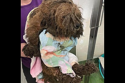 Cão abandonado em pátio de abrigo fica irreconhecível após receber cuidados.