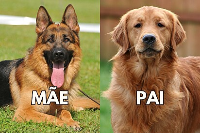 Conheça o filhote mistura de pastor alemão e golden retriever.