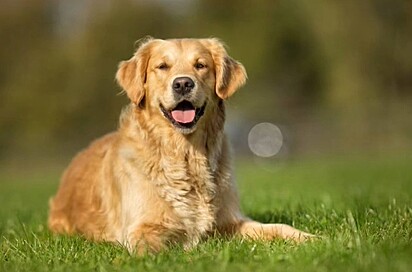 Imagem ilustrativa de um golden retriever.