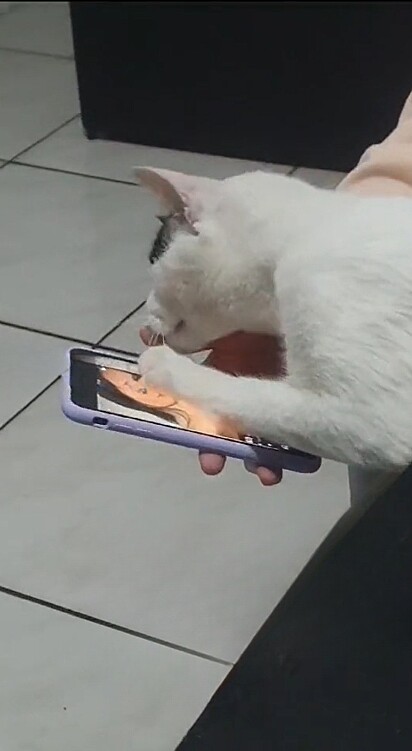 O gatinho reconheceu a sua tutora por foto no celular.
