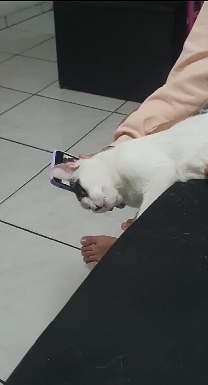 O gatinho começou a se esfregar no celular, demonstrando a sua saudade.