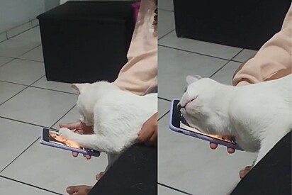 Jovem mostra foto de tutora que estava viajando para gato e ela não acredita na reação do felino.