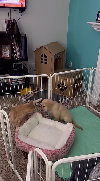 Inicialmente o gatinho Fred mostrou resistência a sua nova irmãzinha canina.
