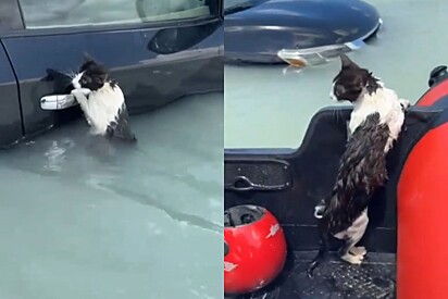 Em vídeo emocionante, gatinho é salvo após se agarrar a maçaneta de porta de carro durante enchente