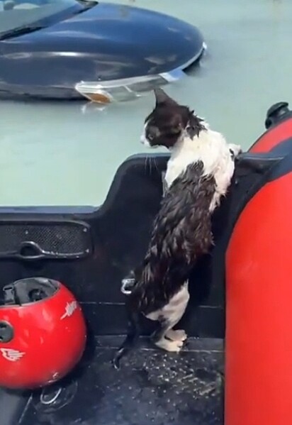 O gatinho no barco, em segurança.