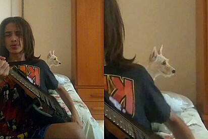 Jovem tocava guitarra em seu quarto quando seu cachorro resolveu fazer uma participação especial.