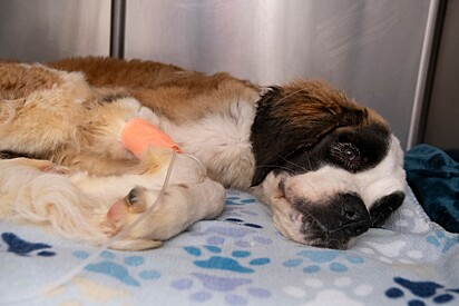 O cão foi levado ao hospital veterinário e iniciou um tratamento rigoroso para se recuperar.