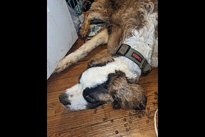 Cachorro magro encontrado em casa abandonada fica irreconhecível após receber amor.