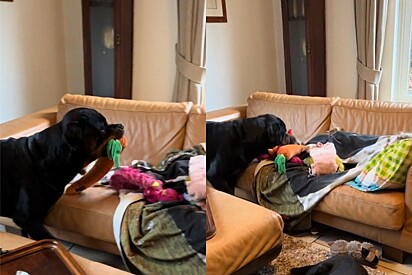 Rottweiler se empenha para cuidar de criança e video fofo encanta internet