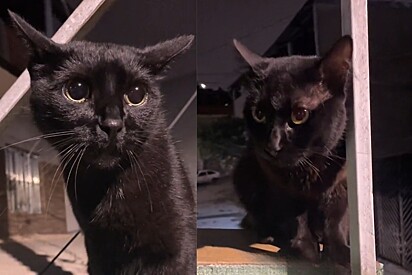 Gato preto invade residência de outro gato preto e esse foi o resultado.