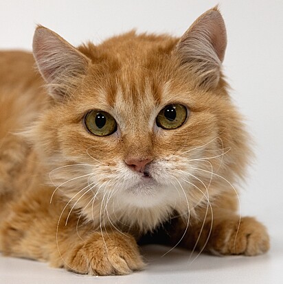 Lyra, uma gatinha laranja que tem lábio leporino.