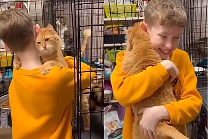 Menino visita abrigo e gato se joga em seus braços com o melhor abraço do mundo.