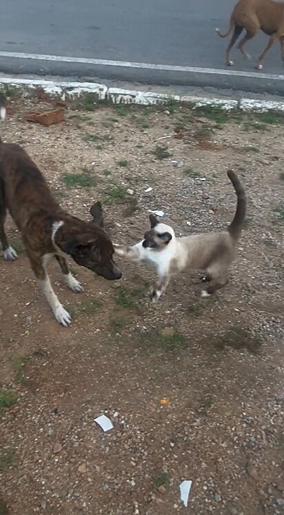 Sobrou até para os cães a fúria do felino pelo fim do rolê.