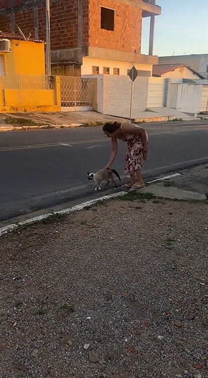 A avó do gato tentou encaminhá-lo para casa.