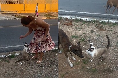 Gato fica estressado após tutora terminar com seu rolezinho.