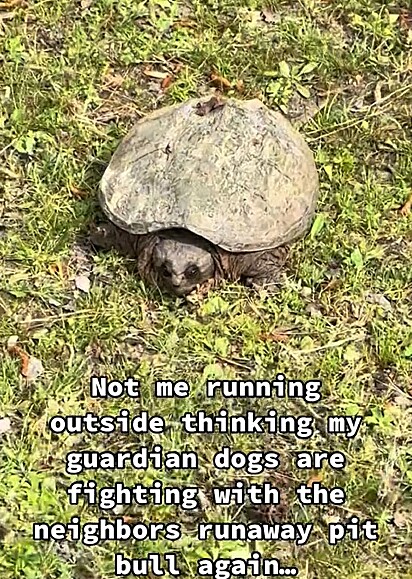 O motivo do latido dos cães era uma tartaruga.
