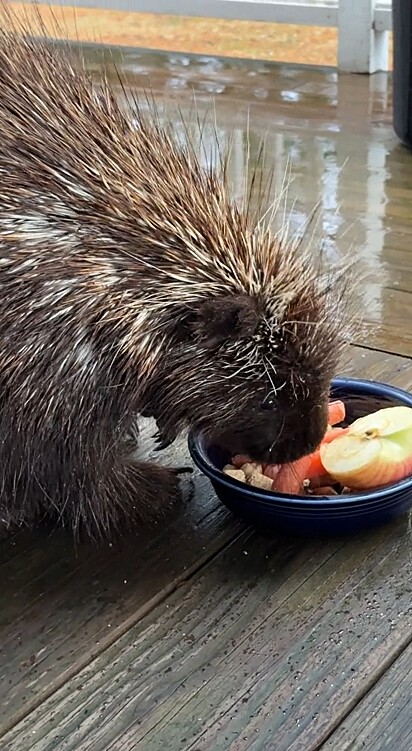 Ele sempre visita uma mulher que o recebe com uma tigela de frutas.