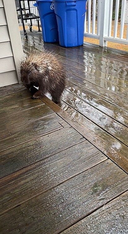 Alfredo vive na natureza em Maine, Estados Unidos.