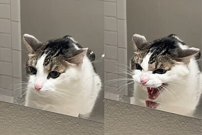 Gato tem reação inesperada ao perceber seu reflexo pela primeira vez.