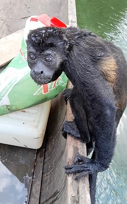 O macaco estava se afogando no rio Bayano, no Panamá.