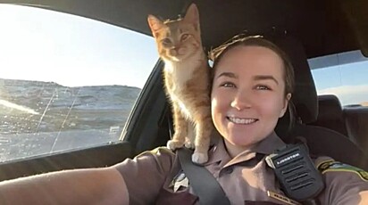 Apesar do atrapalho, o gatinho ainda ganhou uma carona da policial, que o levou a um abrigo para adoção.